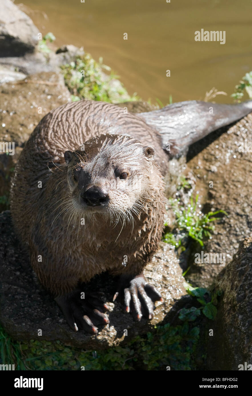 Kanadische Otter von der Flüsse-bank Stockfoto