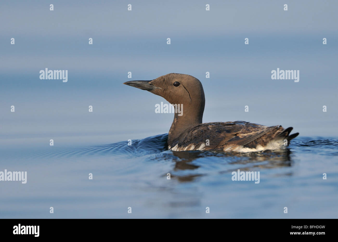 Common Murre (Uria Aalge) aus Oak Bay Waterfront - Victoria BC, Kanada Stockfoto