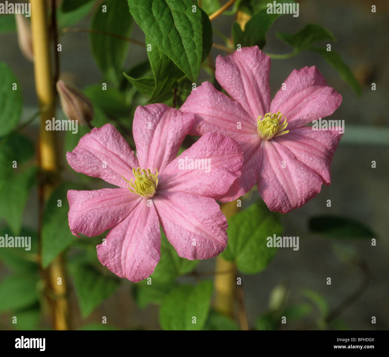Rosa Blüten von eine junge Clematis 'Comtesse de Bouchard"Klettern Zier Stockfoto