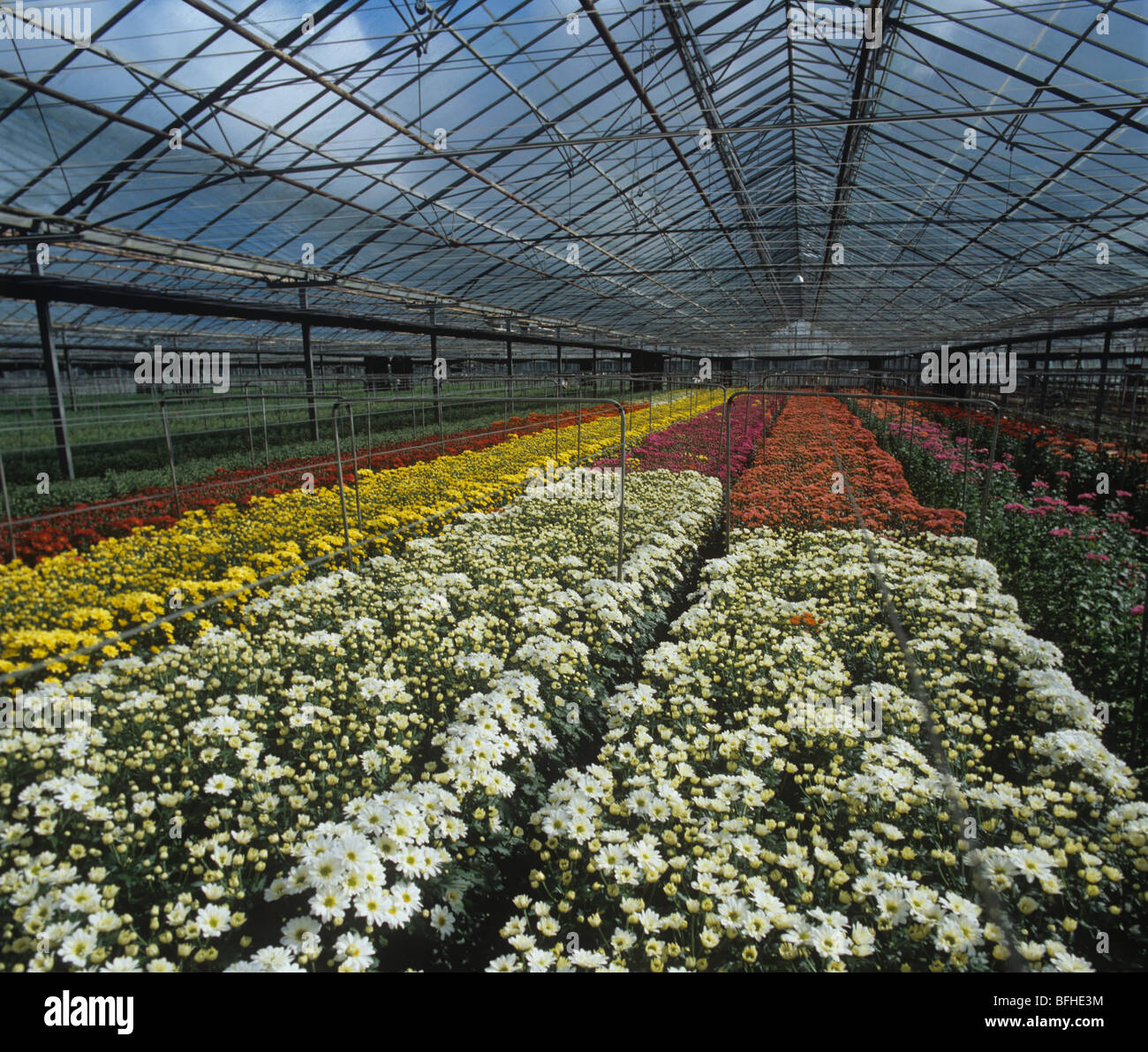 Großes Gewächshaus mit blühenden Spray Chrysantheme Ernte, Sandy, Bedfordshire Stockfoto