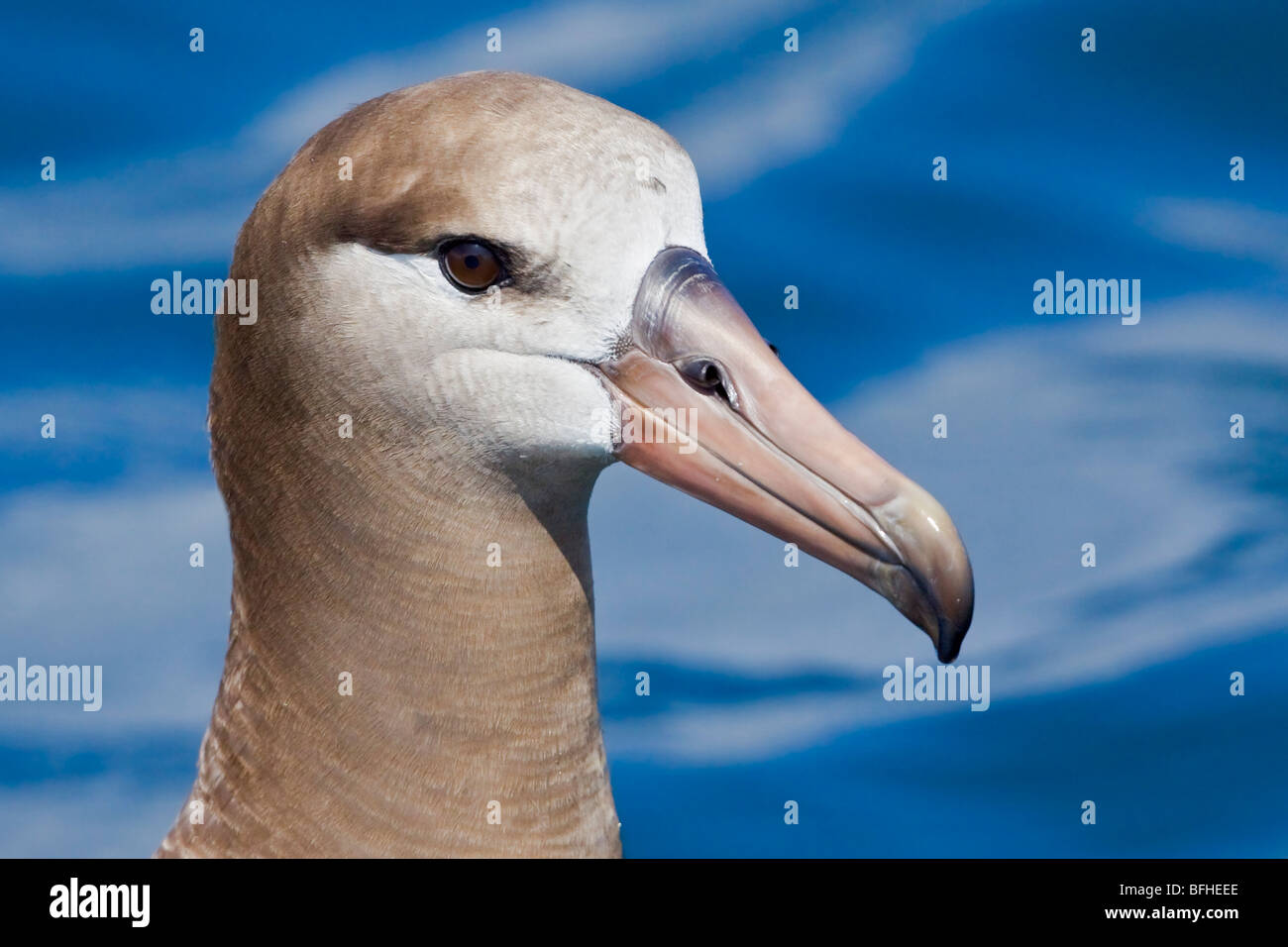 Schwarz – Schwarzfuß Albatros (Phoebastria Nigripes) auf dem Meer schwimmen in der Nähe von Washington, USA. Stockfoto