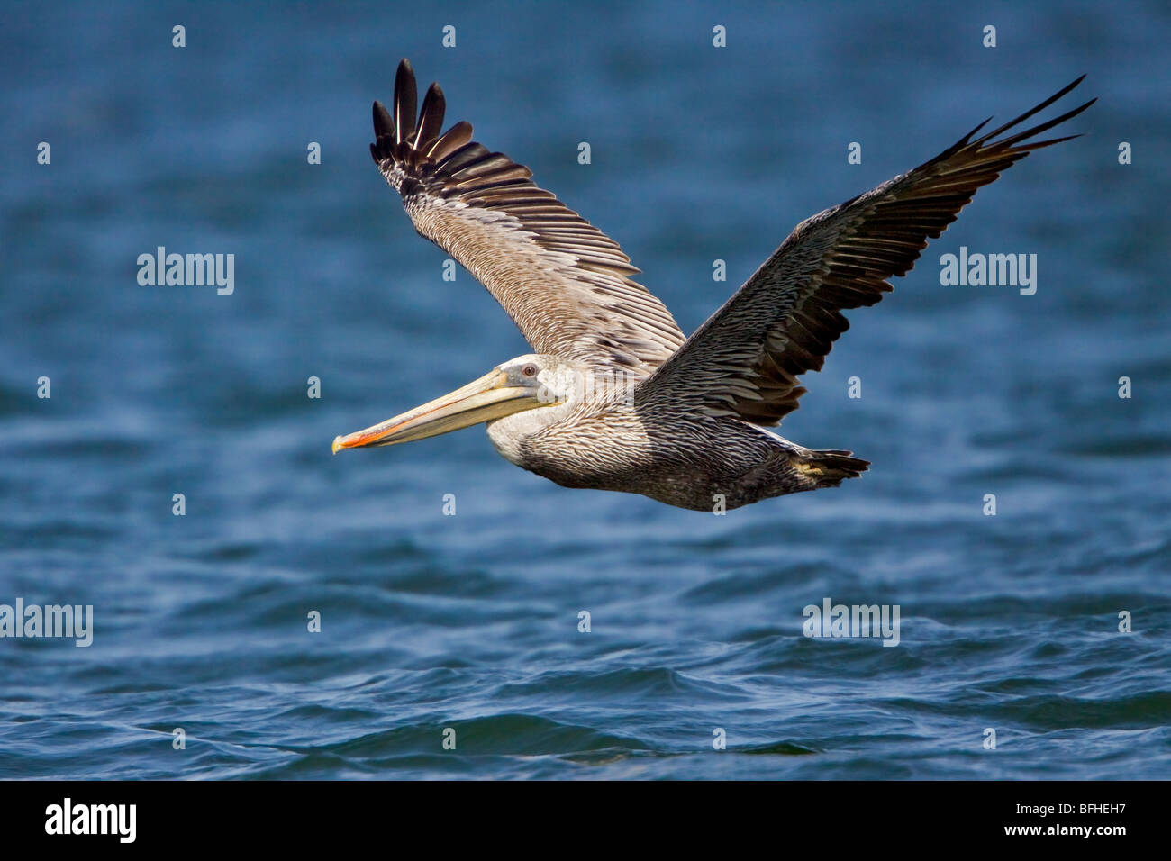 Brauner Pelikan (Pelecanus Occidentalis) fliegen in Washington, USA. Stockfoto