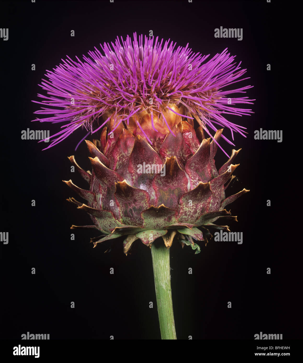 Karde (Cynara Cardunculus) Blume Porträt von Distel Typ composite Stockfoto