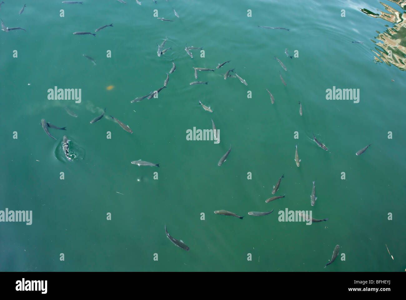 Fische schwimmen auf der oberen Ufer auf einem Hafenbecken Stockfoto