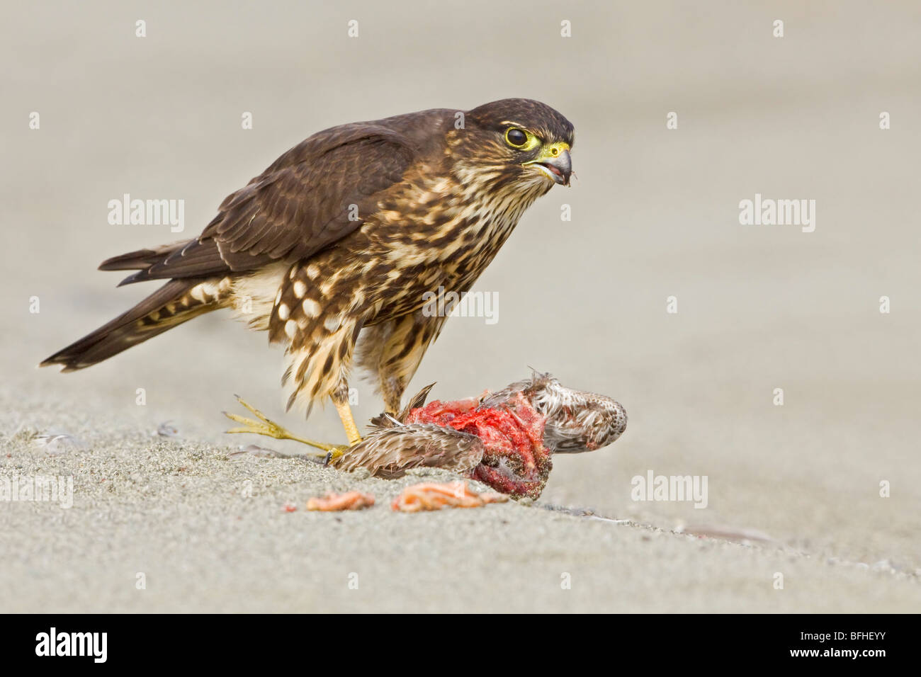 Merlin (Falco Columbarius) thront am Strand Fütterung auf eine Shorebird in Washington, USA. Stockfoto
