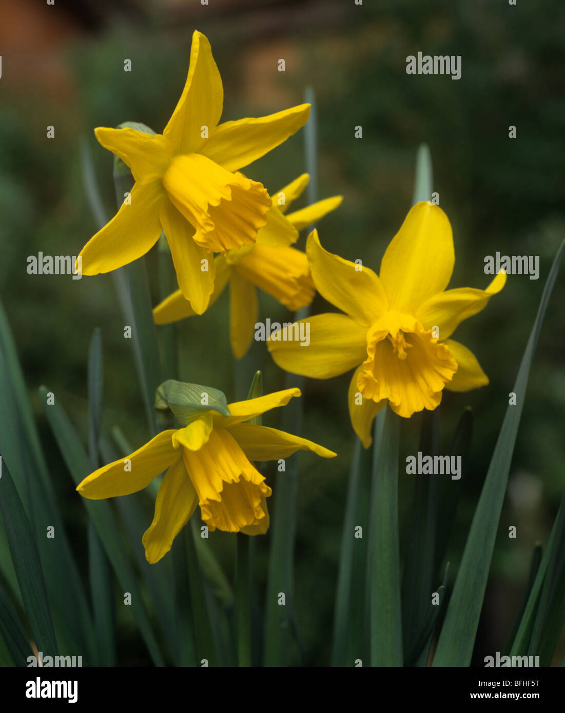 Blumen des Narziss "Februar Gold" Stockfoto