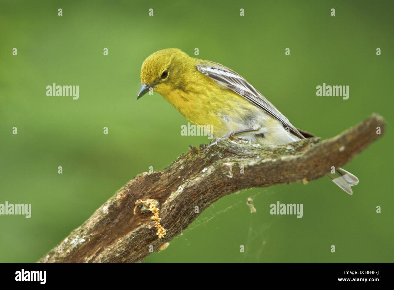 Warbler Kiefer (Pinus Dendroica) thront auf einem Ast in der Nähe von Huntsville, Ontario Kanada. Stockfoto