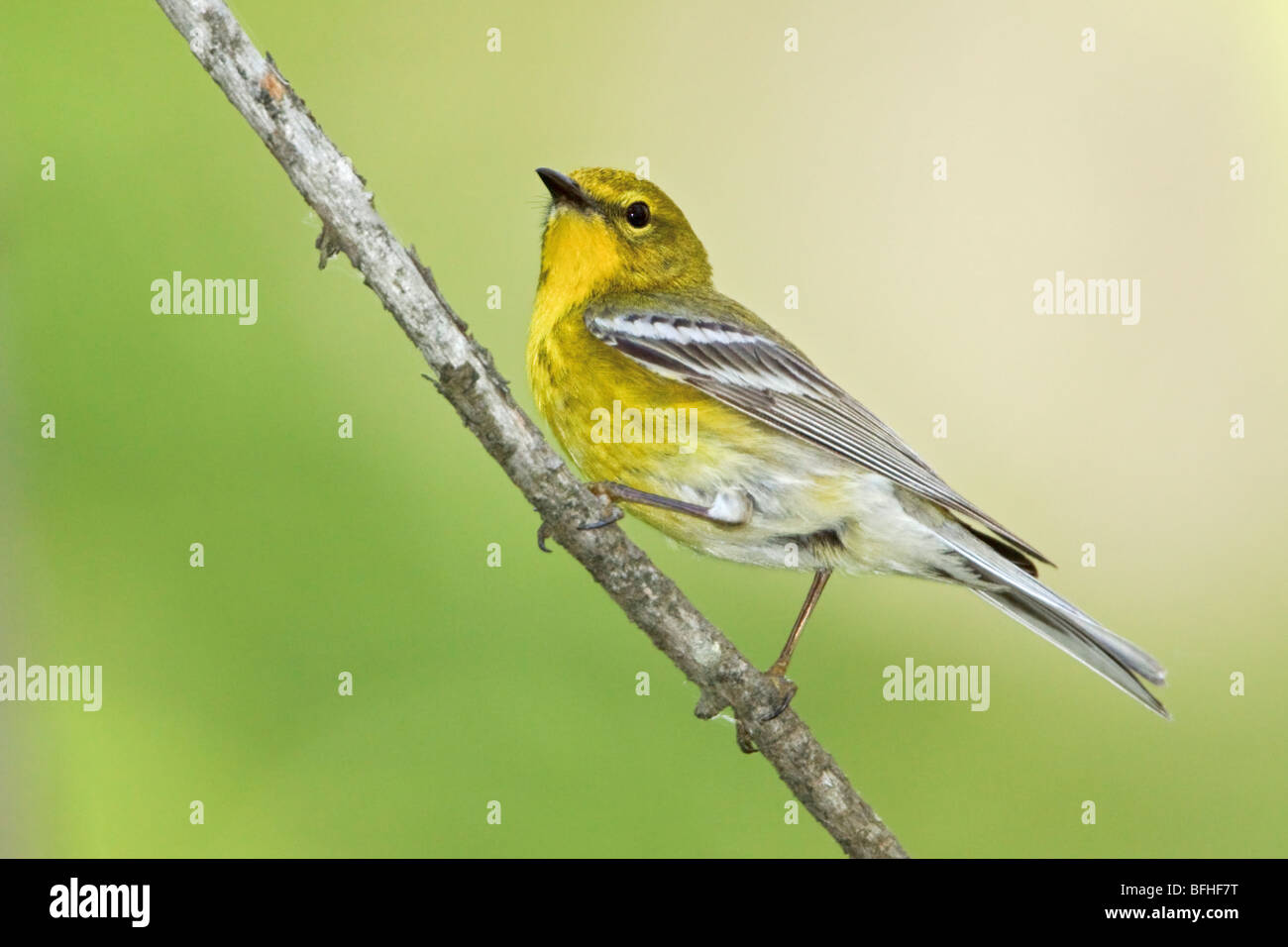 Warbler Kiefer (Pinus Dendroica) thront auf einem Ast in der Nähe von Huntsville, Ontario Kanada. Stockfoto
