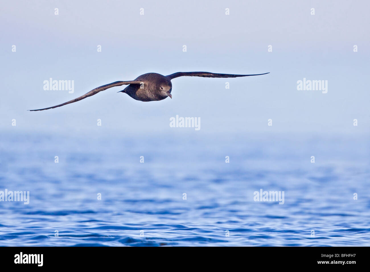 Sooty Shearwater (Puffinus früh) fliegen vor der Küste von Victoria, BC, Kanada. Stockfoto