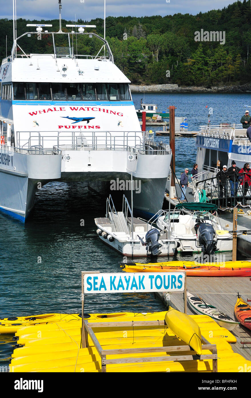 Ein Wal und Papageitaucher beobachten Boot wartet für die Passagiere hinter einer Reihe von Kajaks in Bar Harbor, Maine. USA. Stockfoto