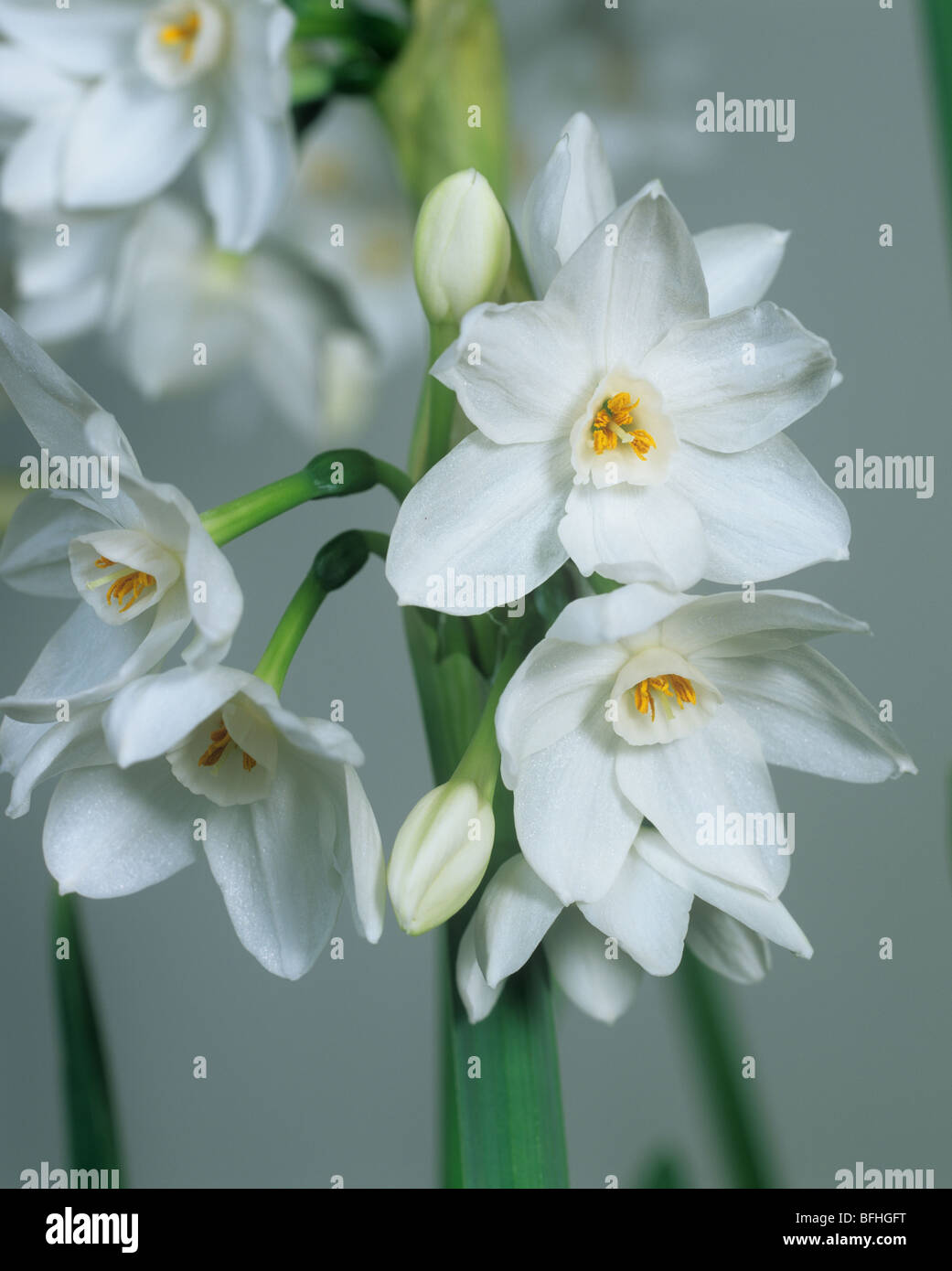 Narzisse Narcissus "Papierweiß" Blumen Stockfoto