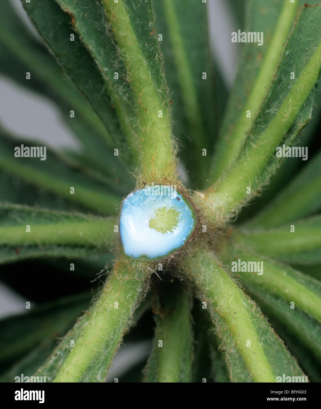 Holz-Wolfsmilch (Euphorbia Amygdaloides) reizend Sap sezerniert viele Euphorbia Pflanzenarten Stockfoto