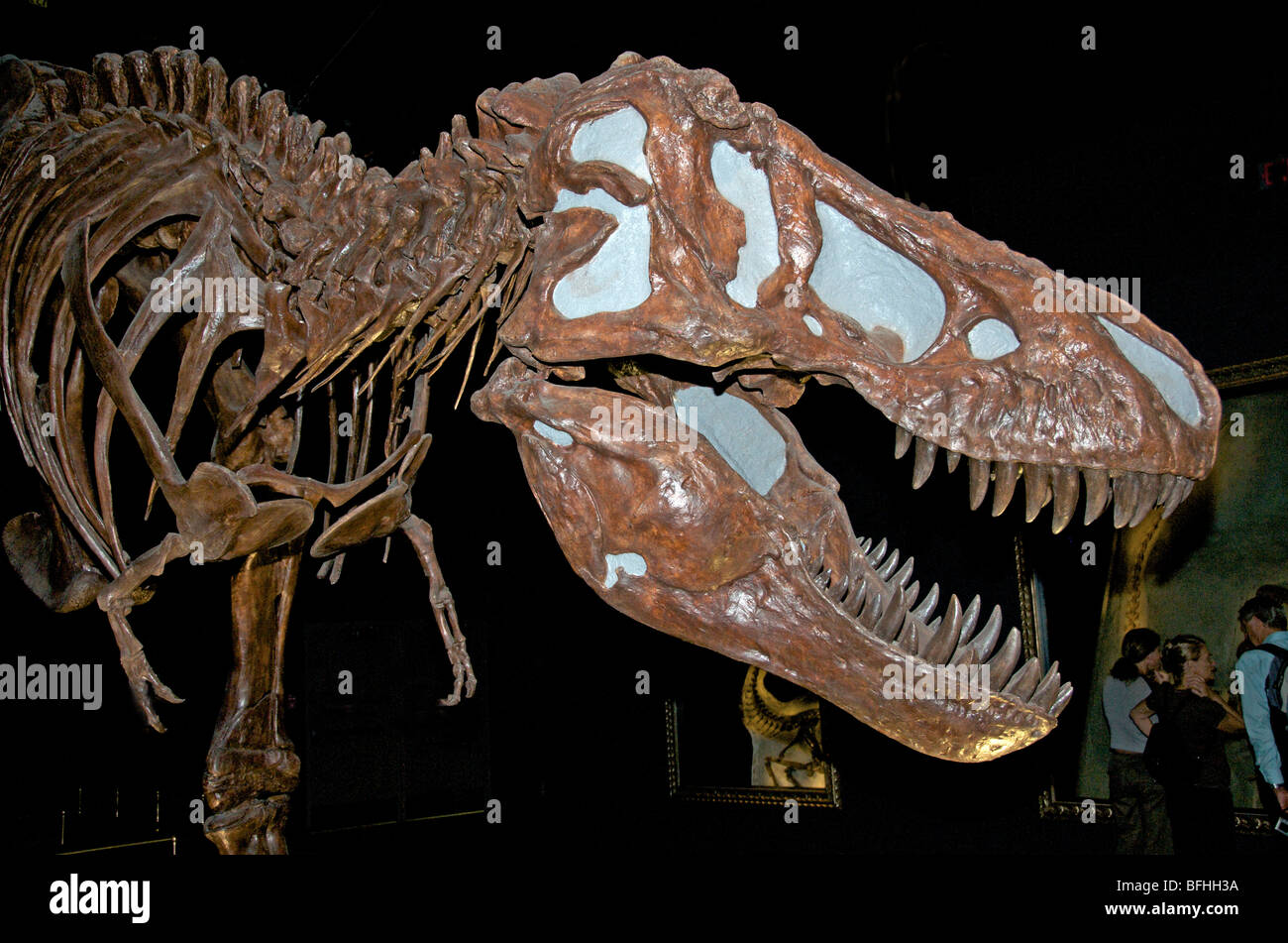 Tyrannosaurus, Royal Tyrrell Museum in Drumheller, Alta Canada Stockfoto