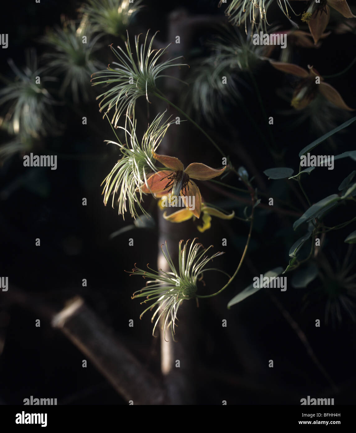 Blumen und Seedheads eines kleinen blühenden Clematis "Mein Engel" Stockfoto