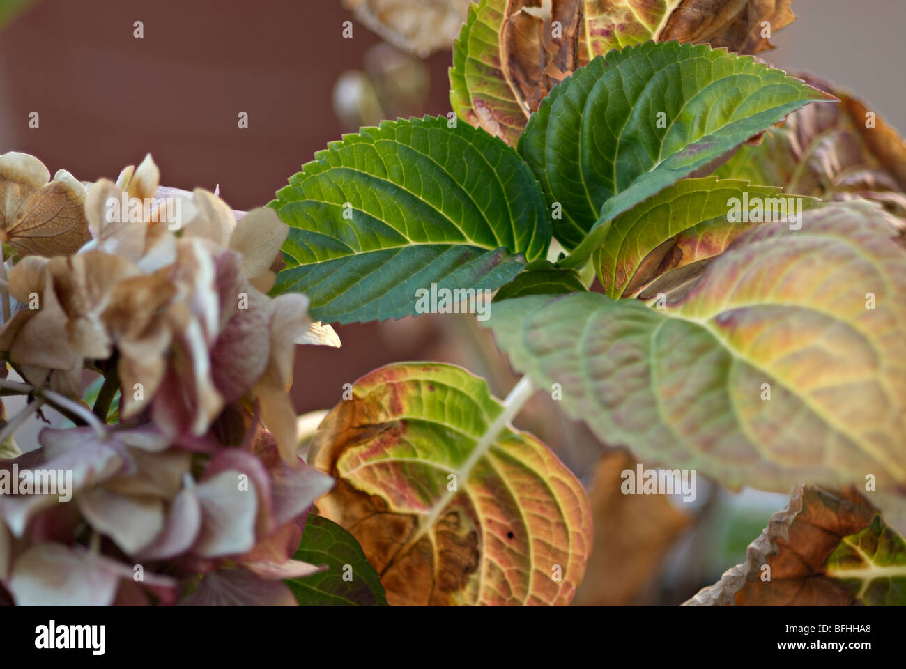 Hortensie Herbst Blätter Stockfoto