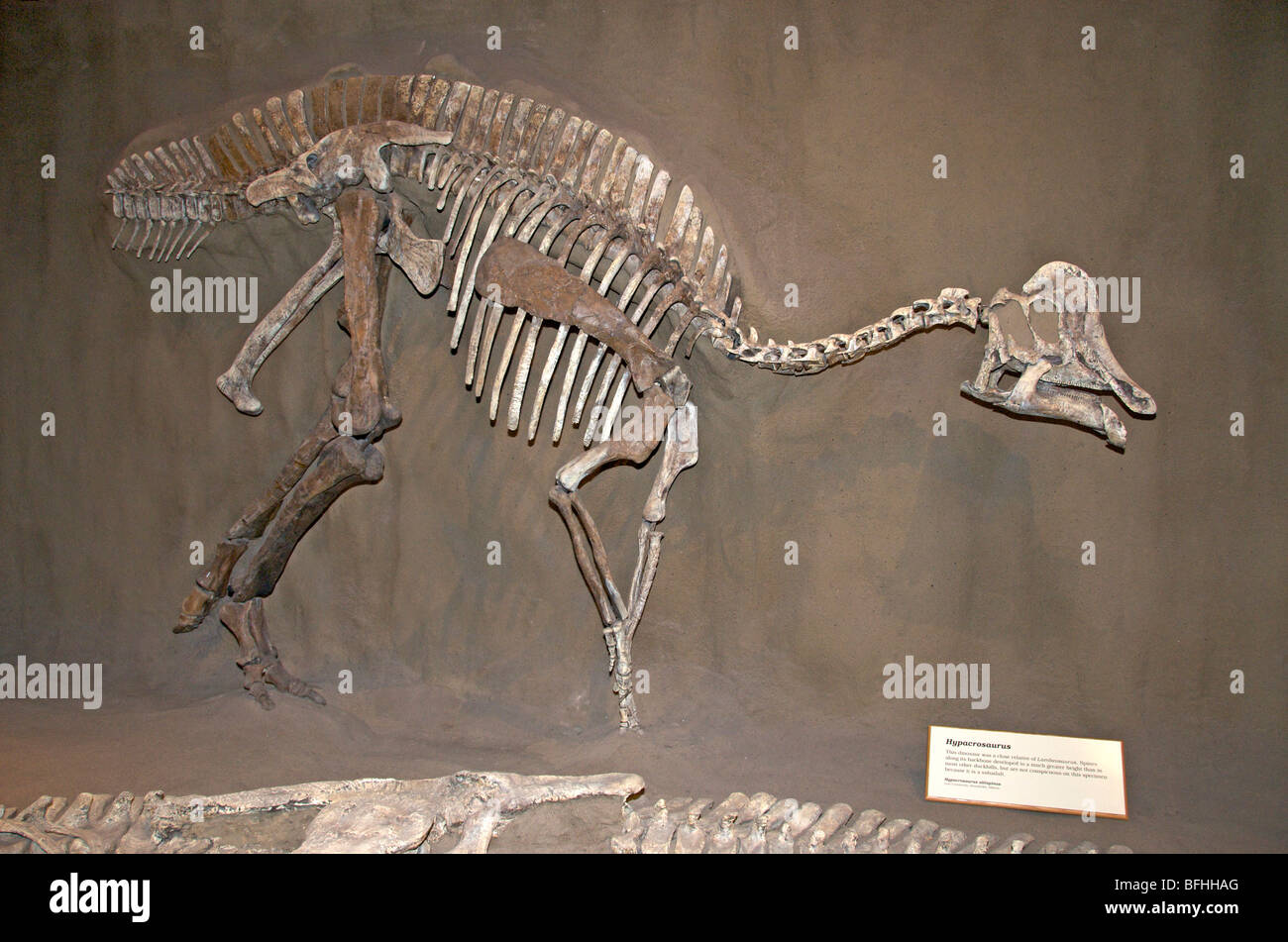 Skelett eines Dinosauriers Lawrence (Hepacrosaurus Altispinus).  Späten Kreidezeit. Royal Tyrrell Museum in Drumheller, Alta, Kanada Stockfoto