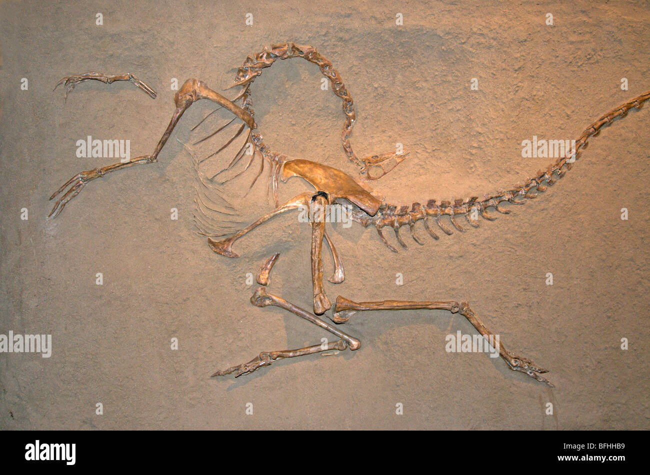 Skelett Besetzung von Struthiomimus Altus.  Royal Tyrrell Museum in Drumheller, Alta, Kanada Stockfoto