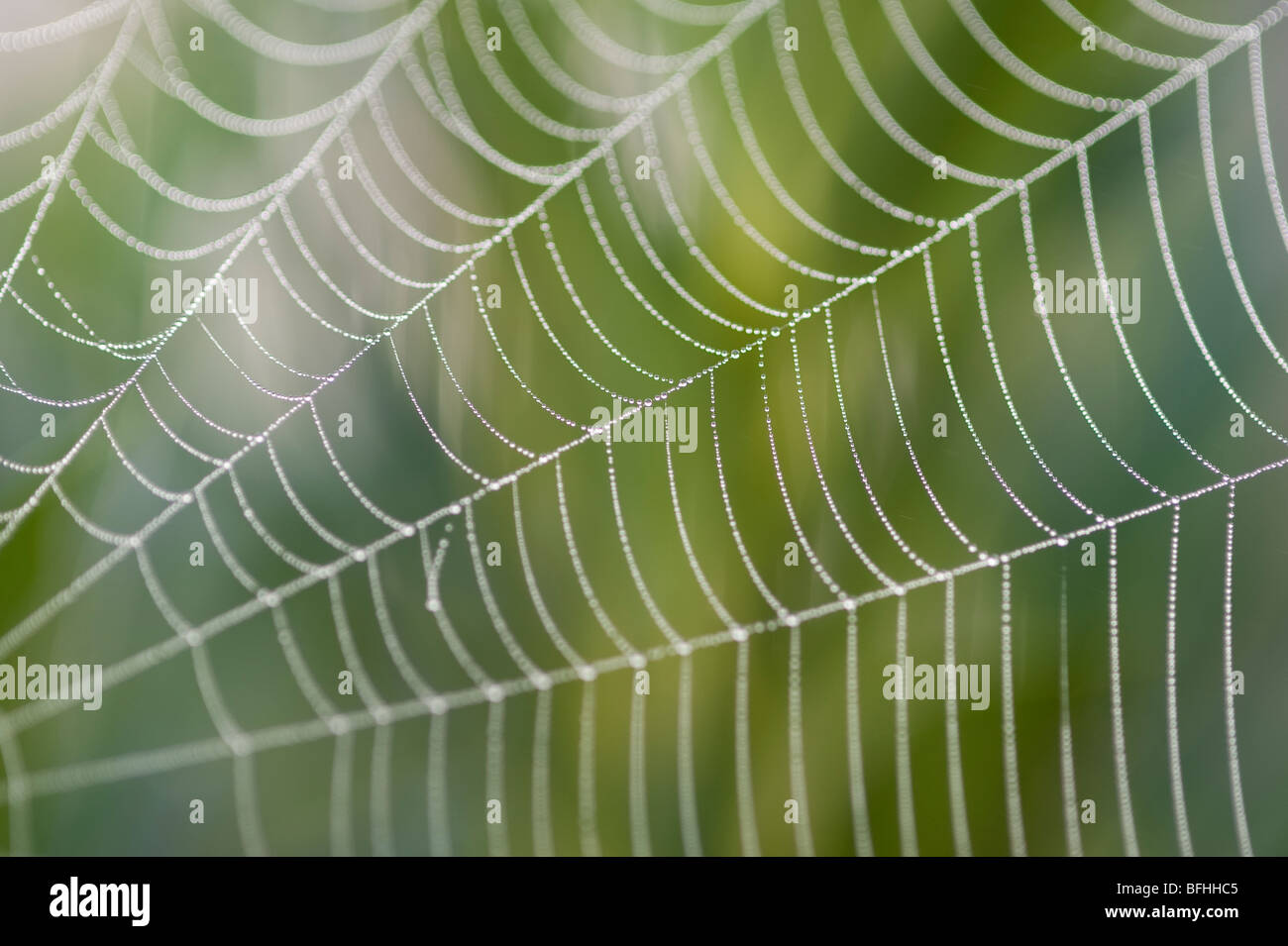 Spinnennetz bei Sonnenaufgang mit Tau auf Web hautnah US-Bundesstaat Washington Stockfoto