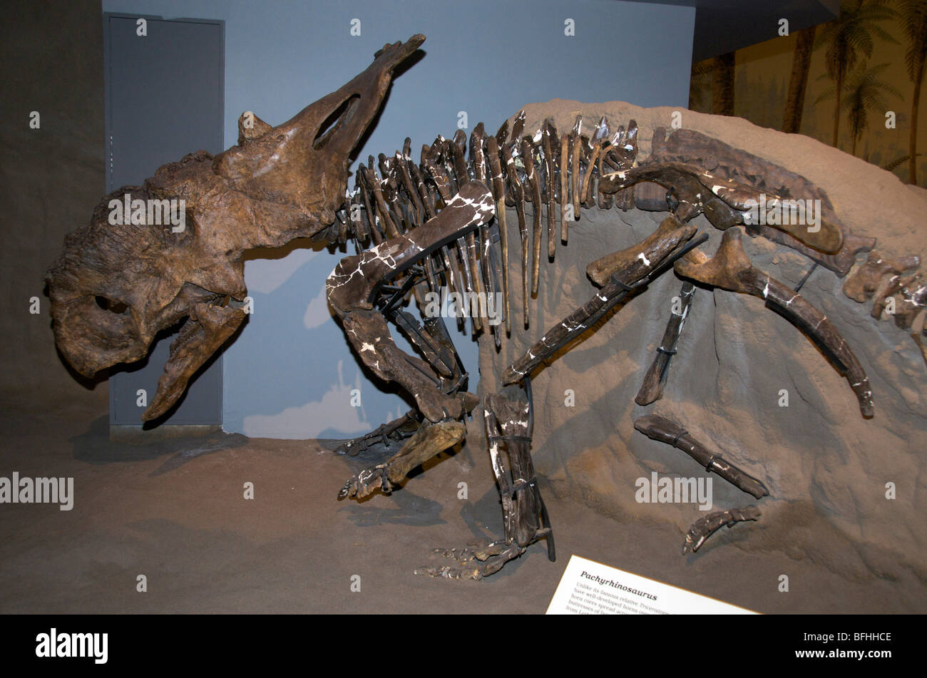 Skelett von Pachyrhinosaurus Dinosaurier.   Grande Prairie, Alta, Kanada Stockfoto