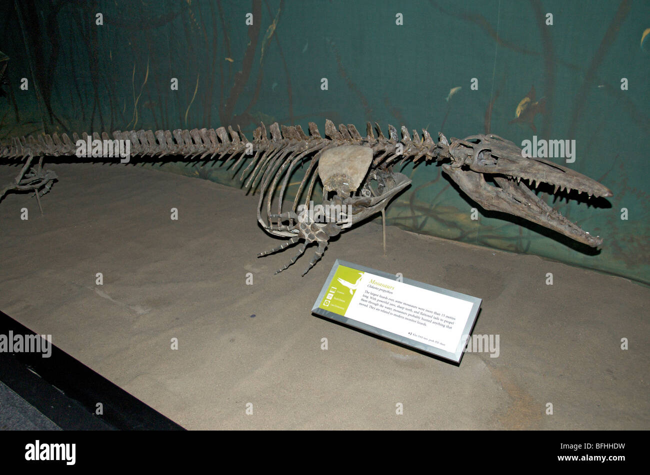 Skelett von Mosasaurus (Clidastes propython).  Royal Tyrrell Museum in Drumheller, Alta, Kanada Stockfoto
