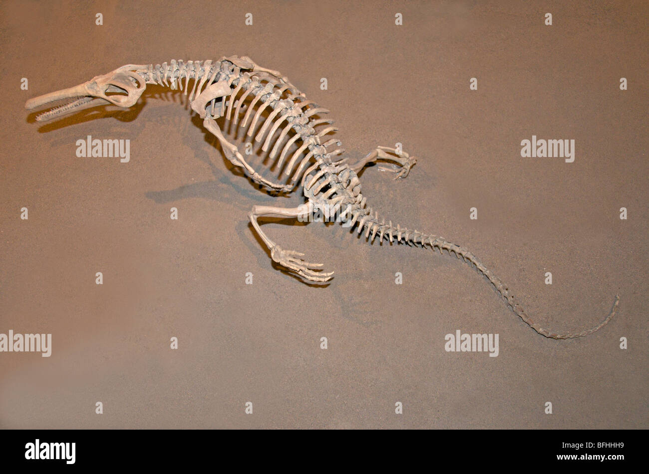 Skelett des Champsosaurus Natator ist eine ausgestorbene krokodilähnlichen Reptils. Dinosaur Provincial Park, Alta, Kanada Stockfoto