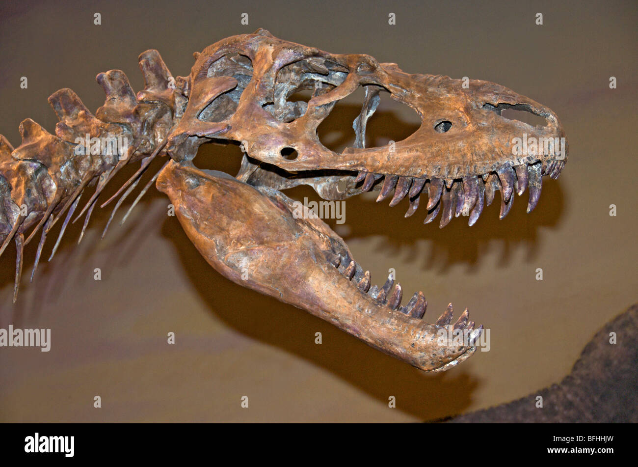 Skelett von Albertosaurus Libratus.  Royal Tyrrell Museum in Drumheller, Alta, Kanada Stockfoto