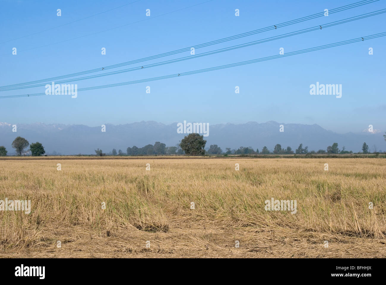 Reis Felder, le Grange, Vercelli Provinz, Piemont, Italien Stockfoto