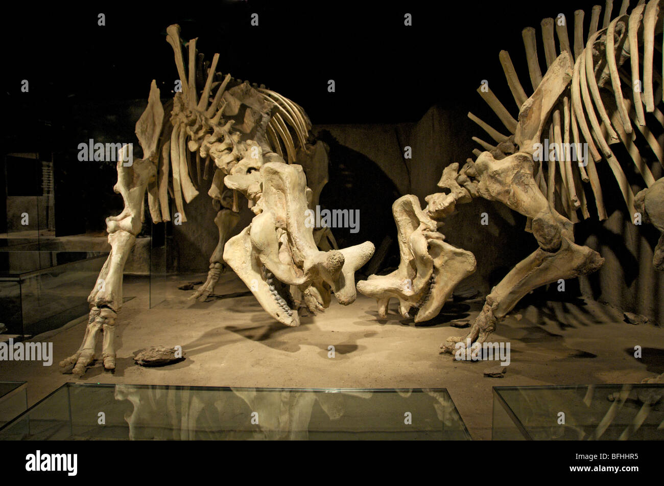 Skelette von Brontotheres (Brontotherien) kämpfen, von Cypress Hills Formation, Saskatchewan.  Royal Tyrrell Museum, Alta, Kanada Stockfoto
