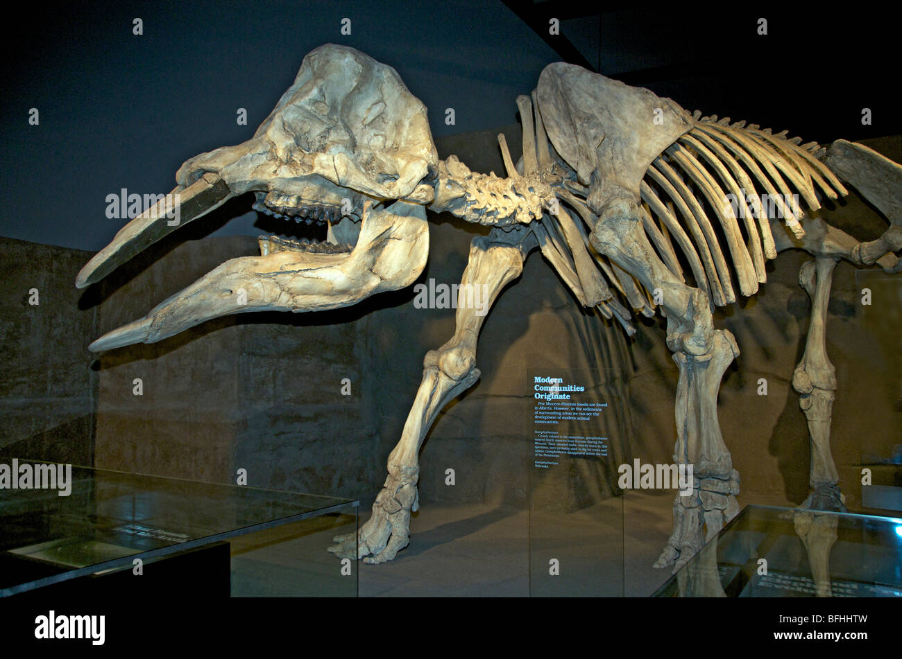 Gomphotherium, eng verwandt mit Mastodons verschwanden vor dem Ende des Pleistozän.   Royal Tyrrell Museum, Alta, Kanada Stockfoto
