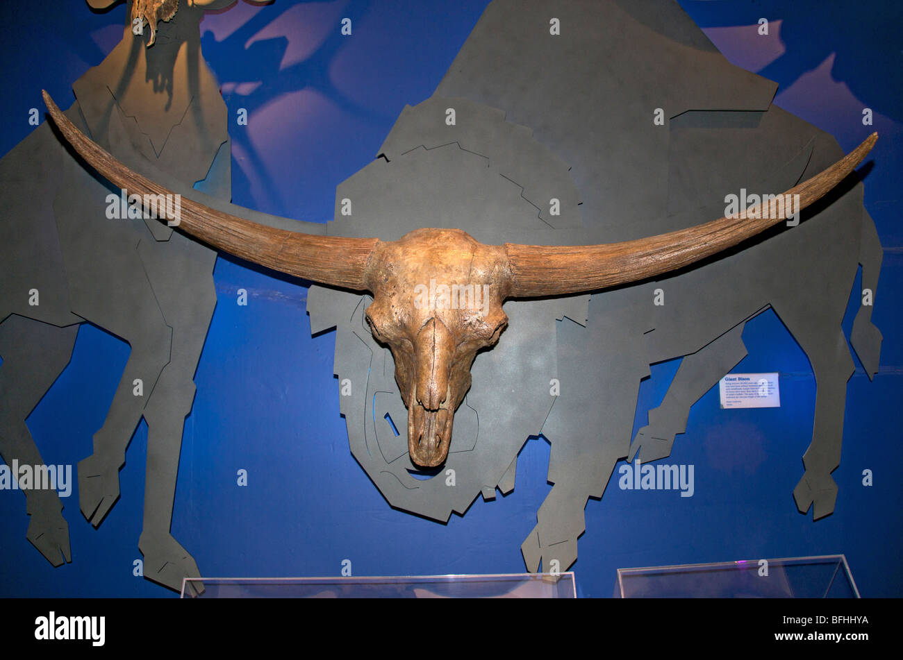 Schädel eines riesigen Bisons (Bison Latifrons) fand dieser Schädel in Idaho.  Royal Tyrrel Museum, Alta, Kanada. Stockfoto