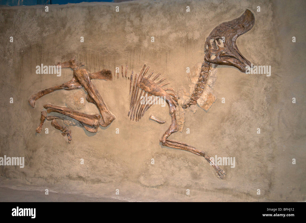 Skelett von Lambeosaurus Magnicristatus.   Royal Tyrrell Museum in Drumheller, Alta, Kanada Stockfoto