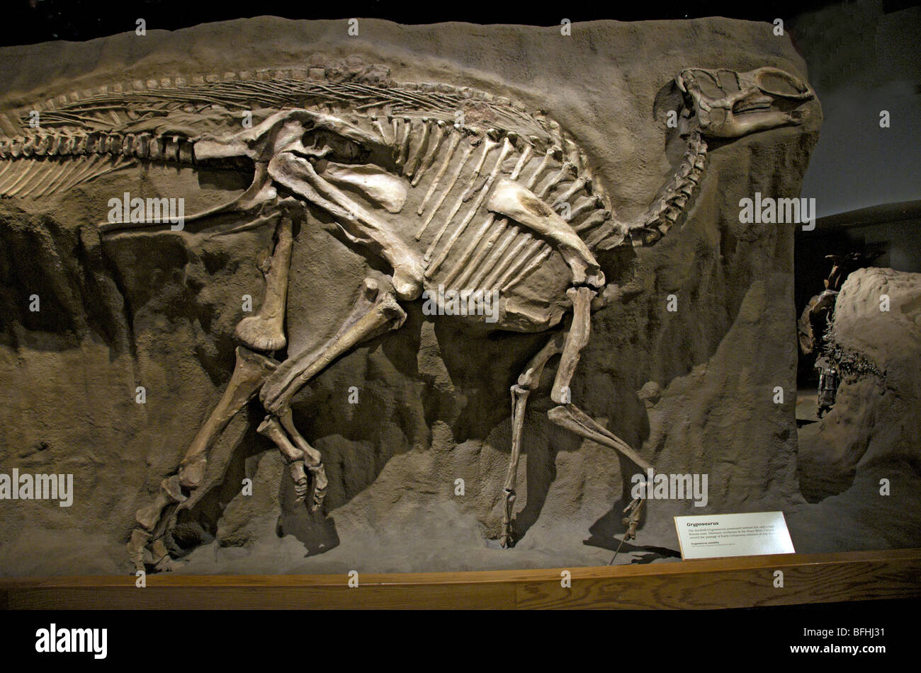 Gryposaurus Notabilis.  Kreidezeit Periode Dinosaur Provincial Park Alta Canada ausgestellt im Royal Tyrrell Museum Drumheller Alb Stockfoto