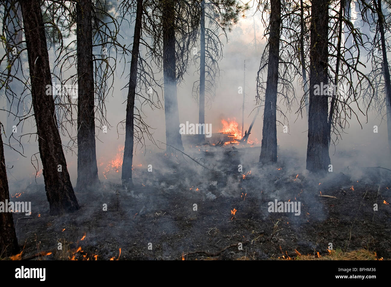 Ein Waldbrand oder ein Lauffeuer fegt durch Kiefern und Tannen Wald in der Cascade Mountains of Oregon Stockfoto