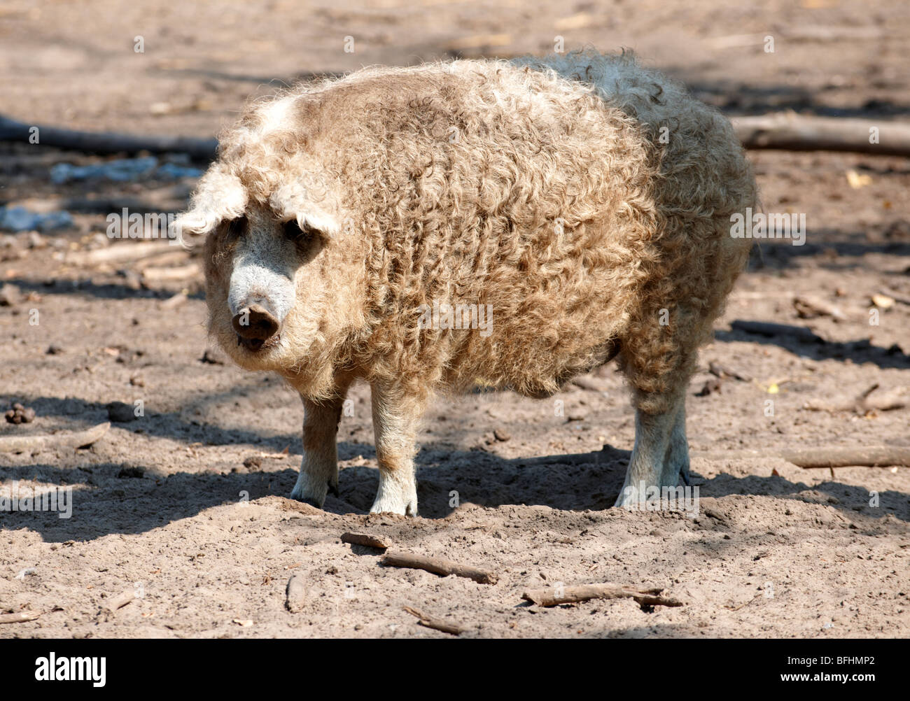 Mangalica-Schwein - ein ungarischer seltene Rasse-Schwein, die eine Come back wegen die gesundheitlichen Eigenschaften von Fleisch macht. Ungarn Stockfoto