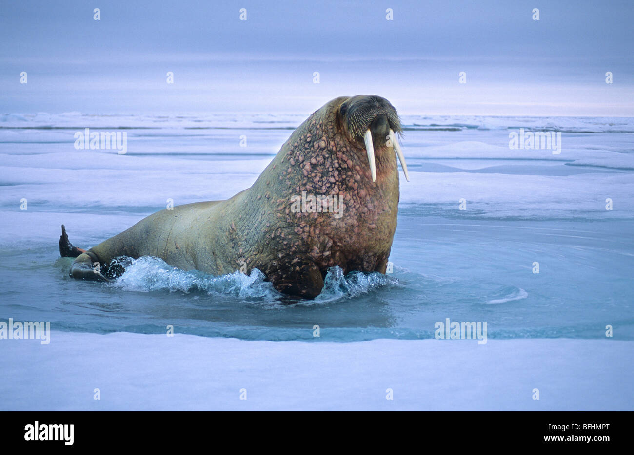 Atlantische walrus(es) (Odobenus Rosmarus Rosmarus) Bummeln auf dem Packeis, Spitzbergen, Arktis Norwegen Stockfoto