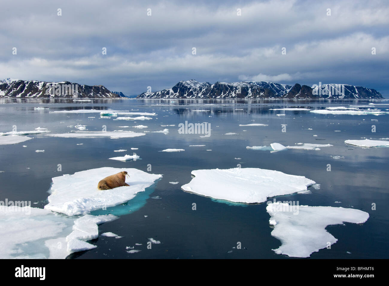 Atlantische walrus(es) (Odobenus Rosmarus Rosmarus) Bummeln auf dem Packeis, Spitzbergen, Arktis Norwegen Stockfoto