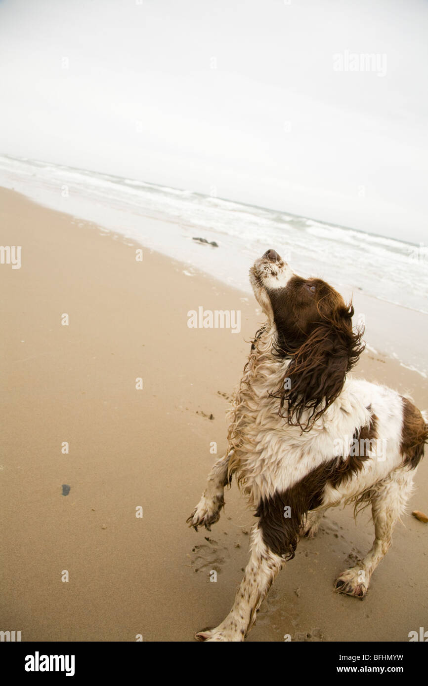 Hund am Ballynaclash Strand, Blackwater, County Wexford, Irland Stockfoto