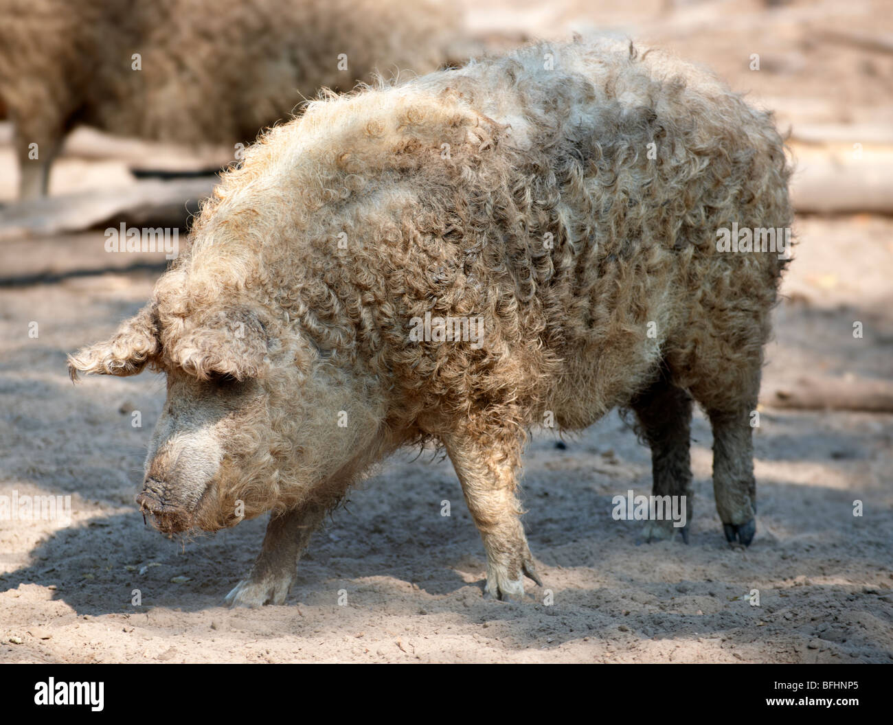 Mangalica-Schwein - ein ungarischer seltene Rasse-Schwein, die eine Come back wegen die gesundheitlichen Eigenschaften von Fleisch macht. Ungarn Stockfoto