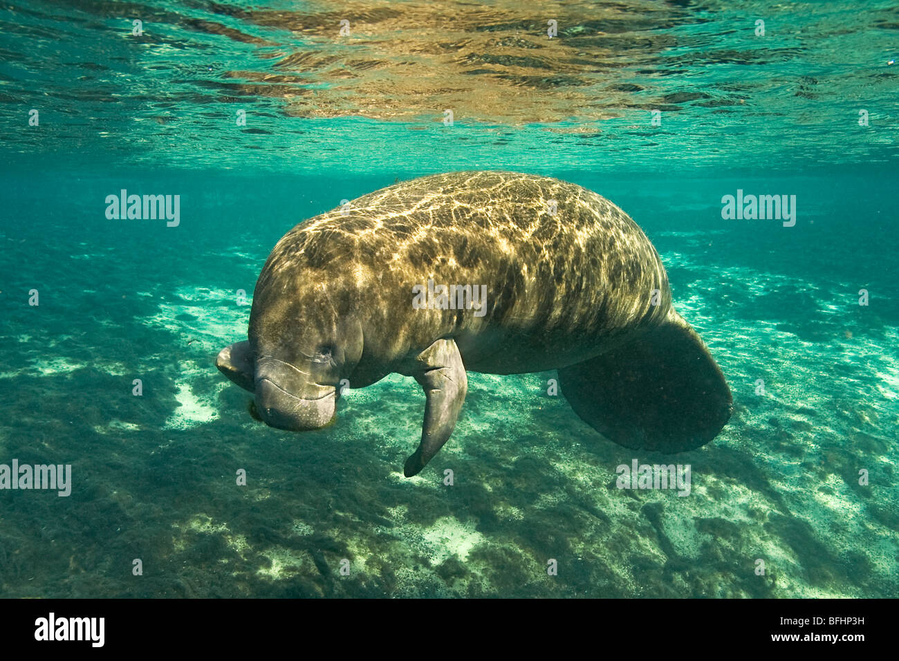 Florida-Manati (Trichechus Manatus Latirostris) essen Algen, Crystal River, West-Zentral-Florida, U.S.A. Stockfoto