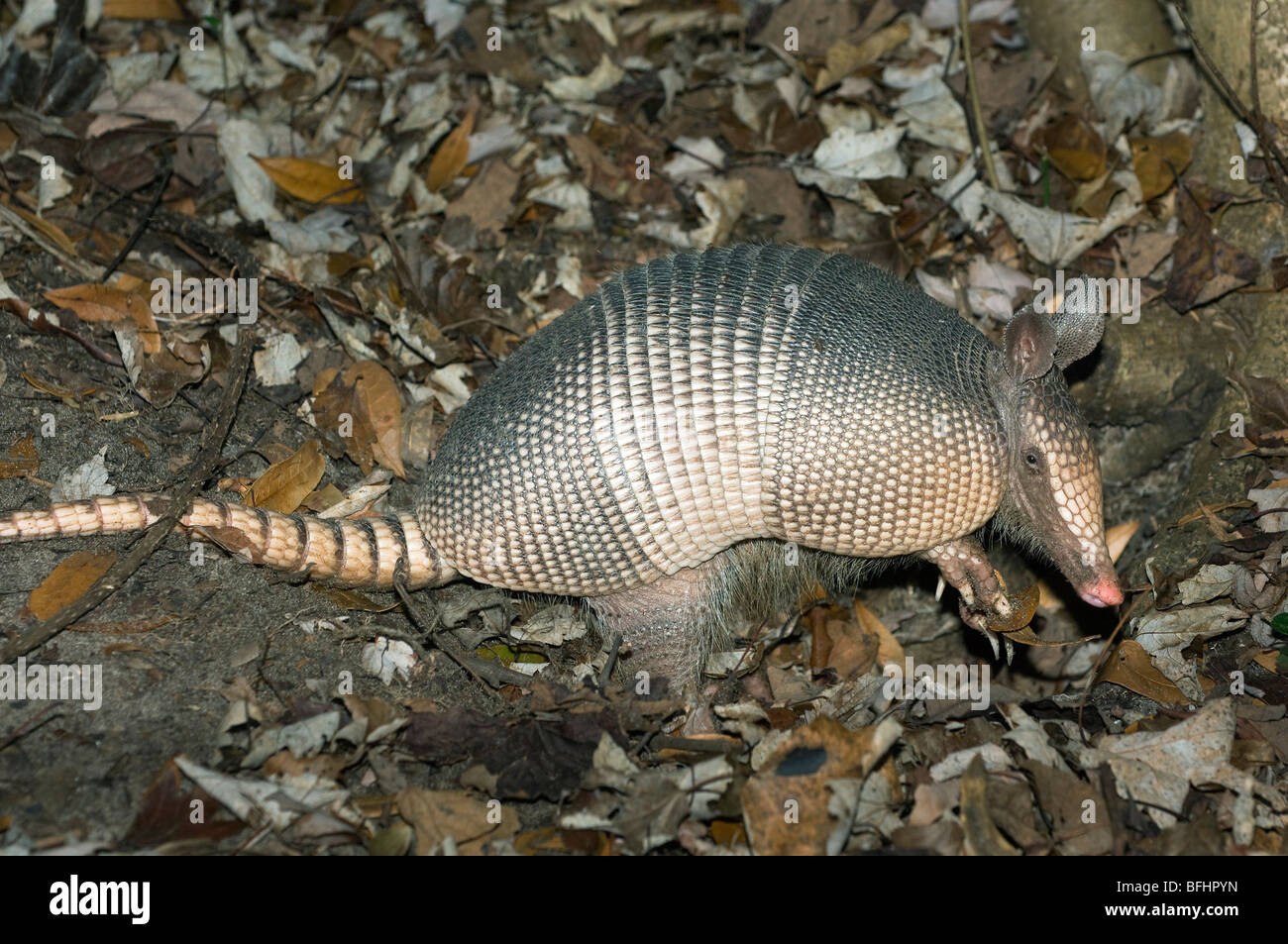 Nahrungssuche neun – Banded Gürteltier (Dasypus Novemcinctus), Zentral-Florida, U.S.A. Stockfoto