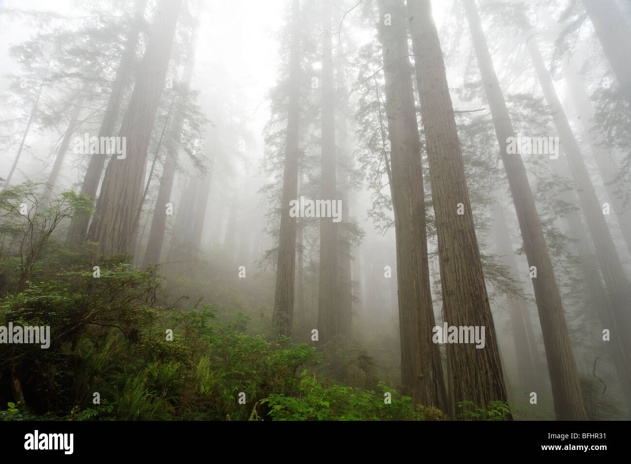 Wald entlang Verdammnis Creek Trail im Del Norte Coast Redwoods State park Stockfoto