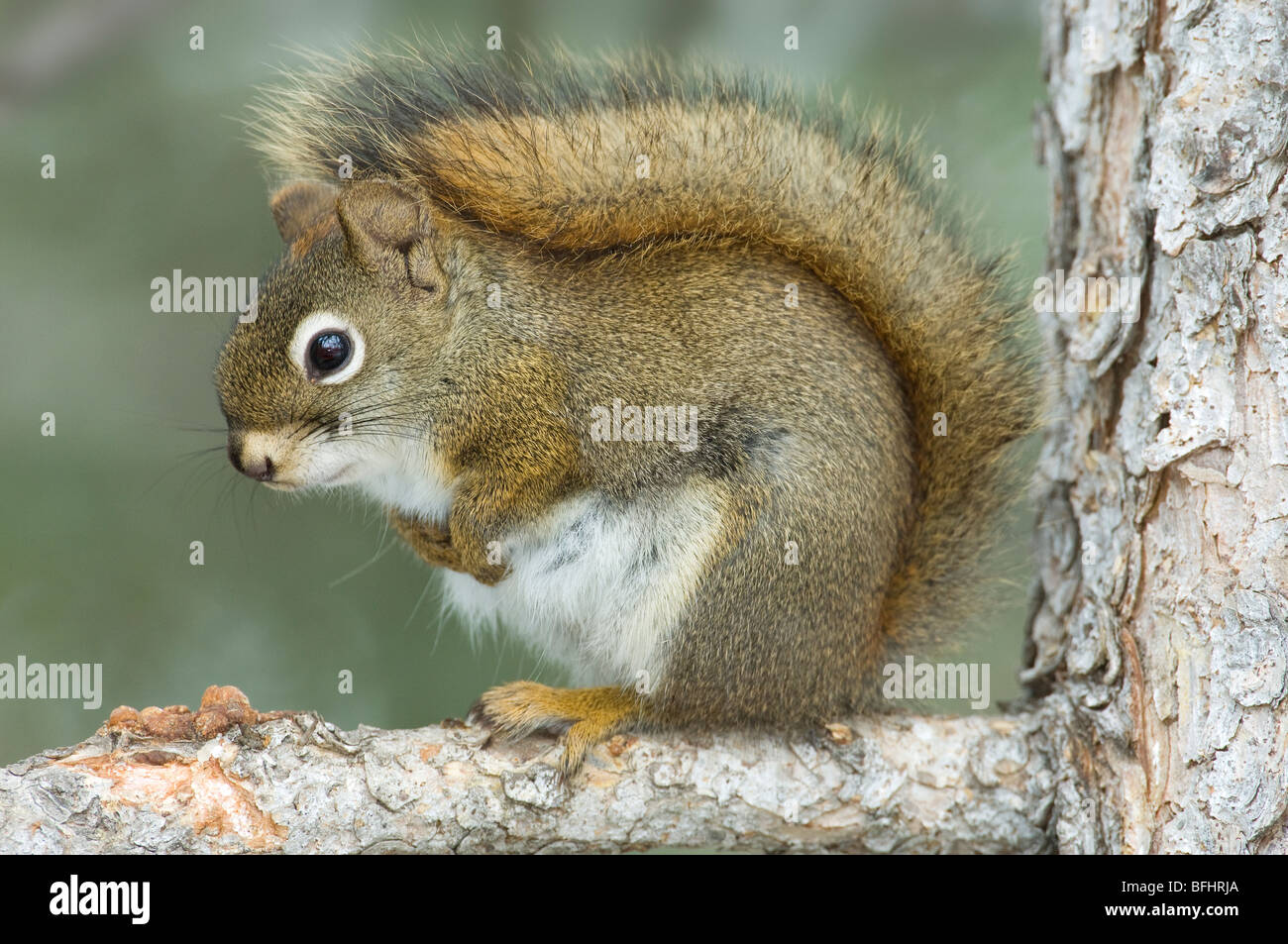 Rotes Eichhörnchen (Tamiasciurus Hudsonicus) im Winter Fell, westlichen Alberta, Kanada Stockfoto