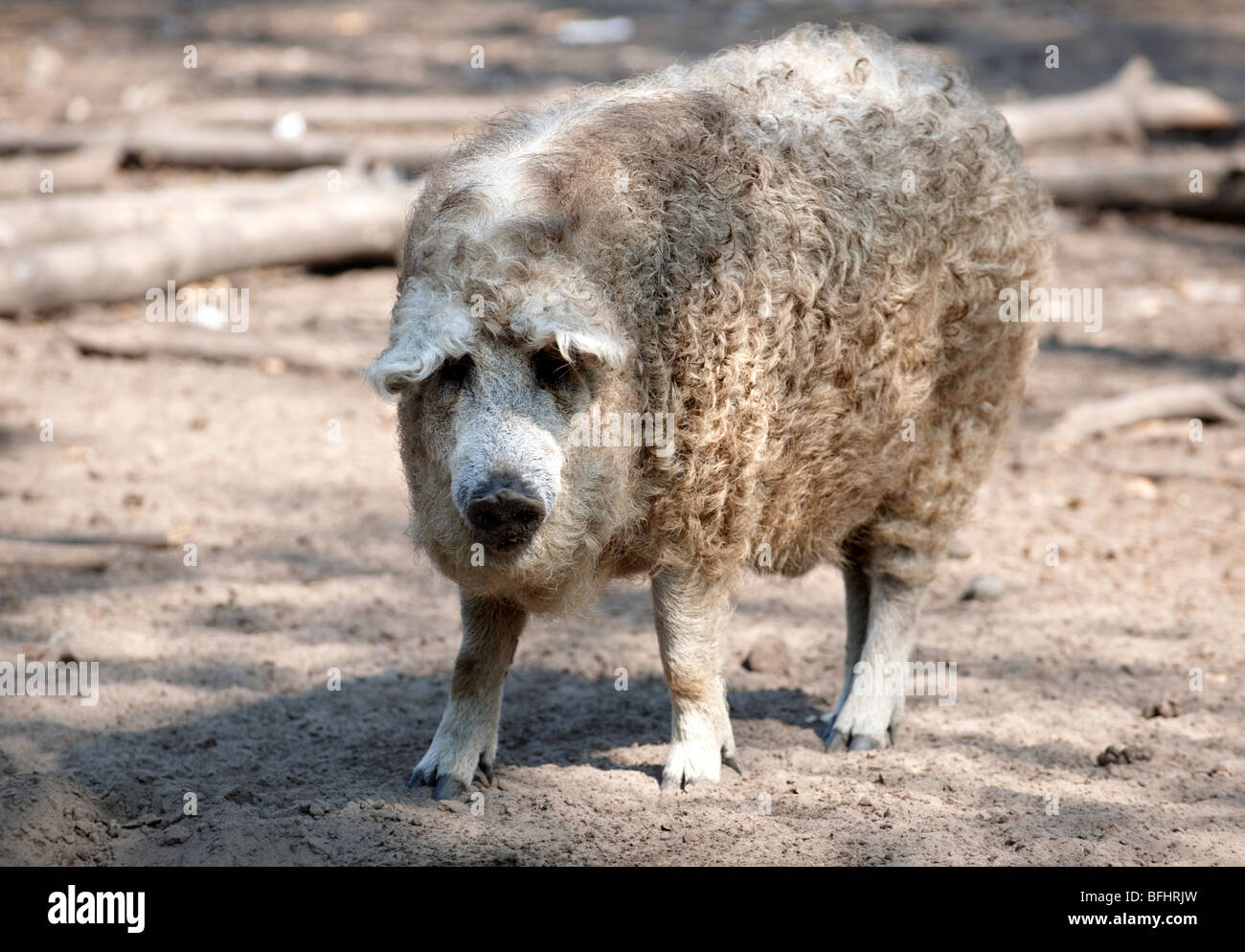 Mangalica-Schwein - ein ungarischer seltene Rasse-Schwein, die eine Come back wegen die gesundheitlichen Eigenschaften von Fleisch macht. Ungarn Stockfoto