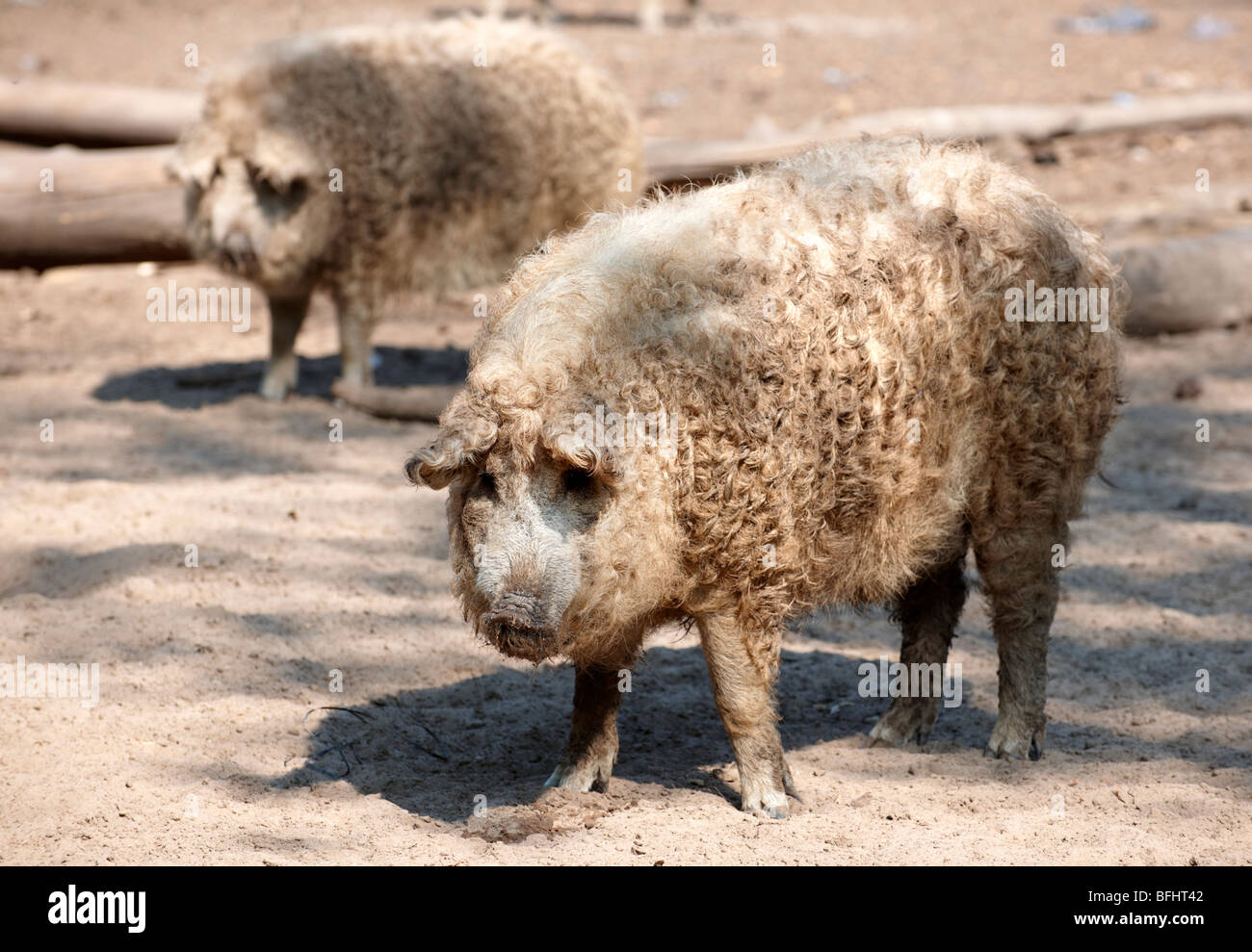 Mangalica-Schwein - ein ungarischer seltene Rasse-Schwein, die eine Come back wegen die gesundheitlichen Eigenschaften von Fleisch macht. Ungarn Stockfoto