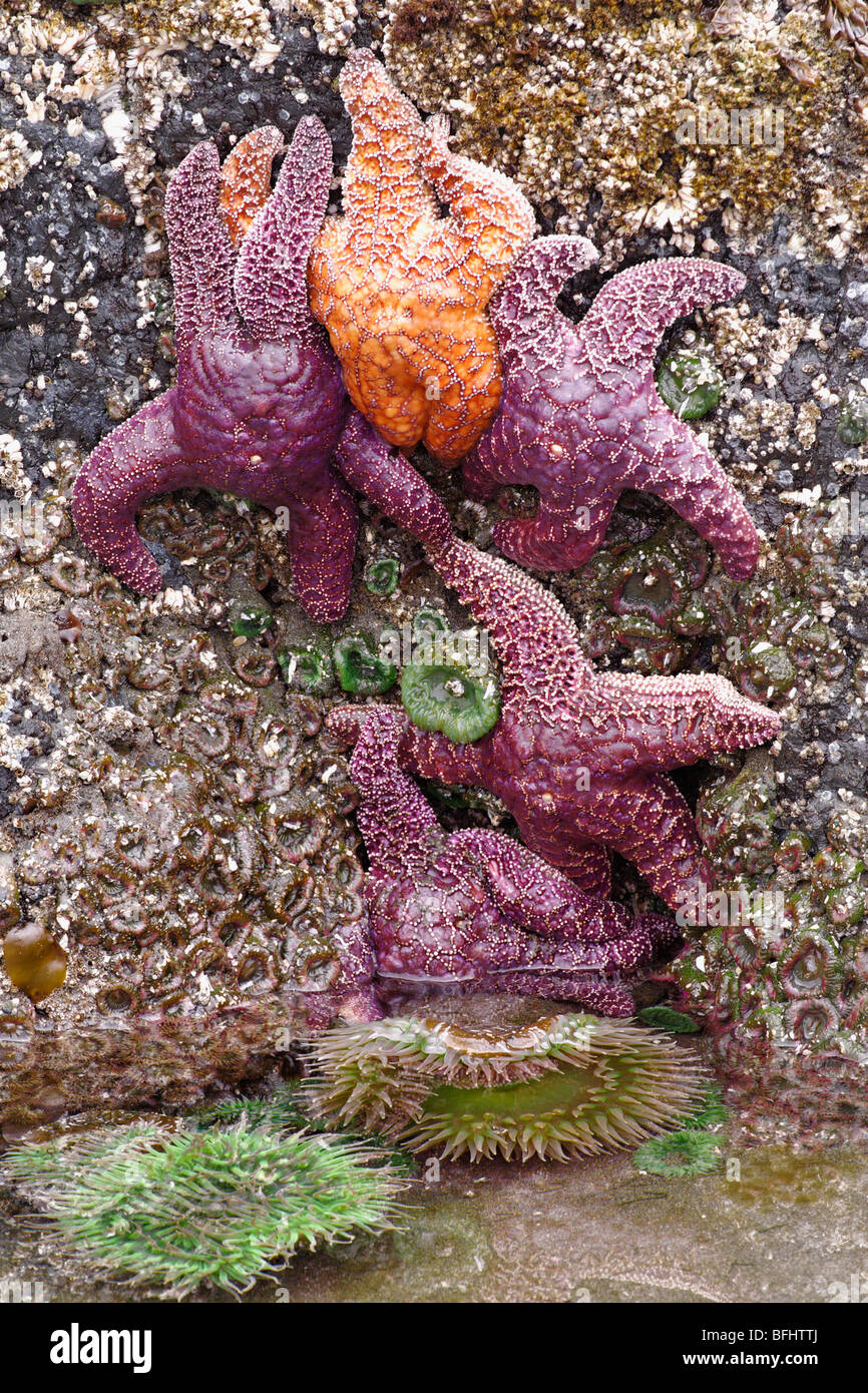 Seesterne und Anemonen Klammern sich an Felsen in Tidepool entlang der Pazifikküste in Oregon. Stockfoto