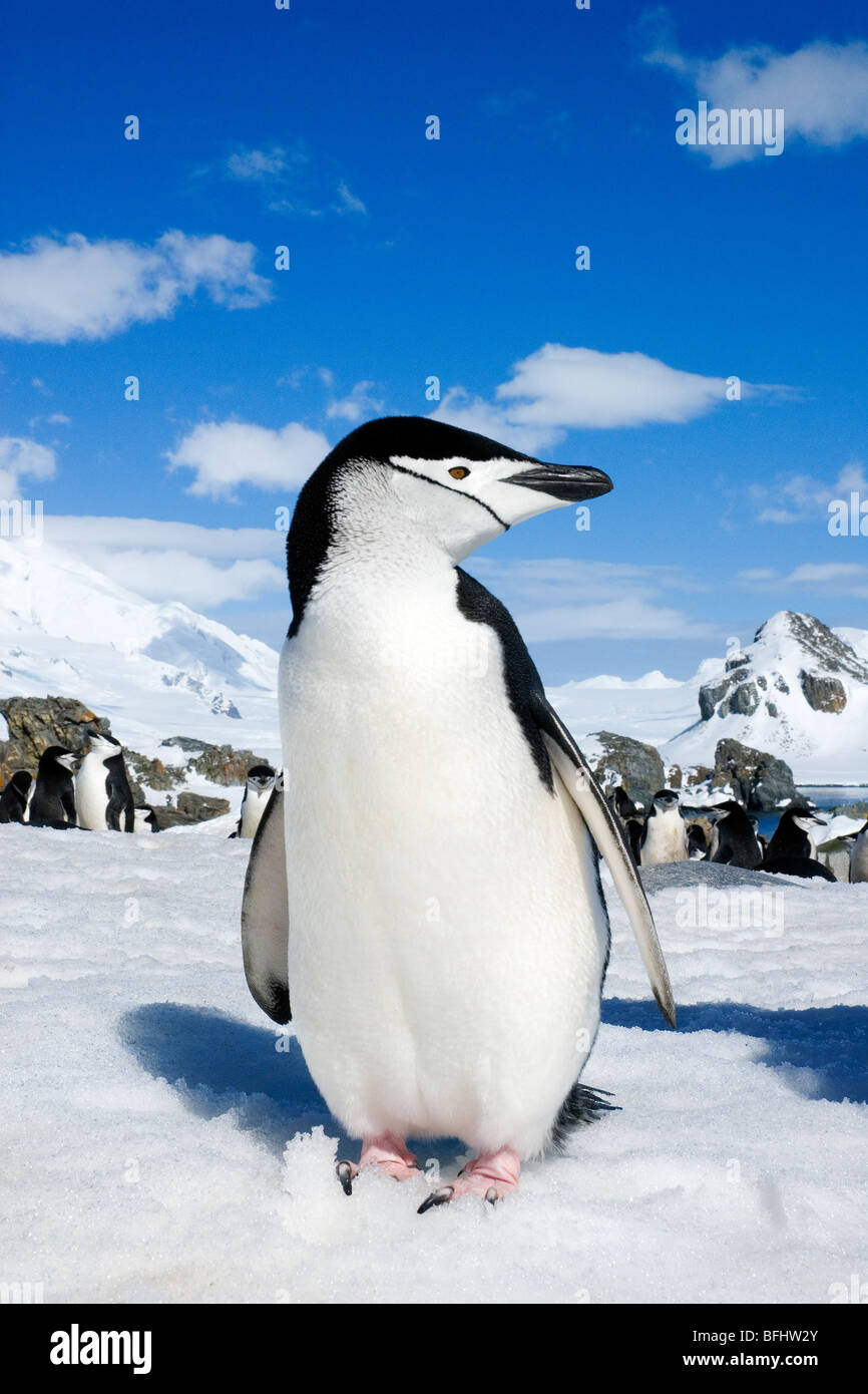 Erwachsenen Kinnriemen Pinguin (Pygoscelis Antarctica) wieder in seine Verschachtelung Kolonie am Half Moon Island, antarktische Halbinsel Stockfoto