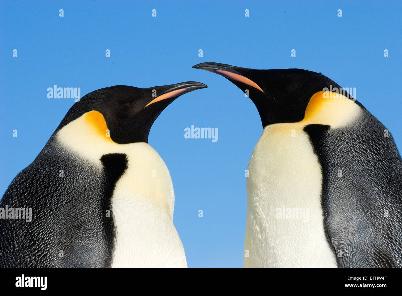 Adult Emperpr Penguins (Aptenodytes Forsteri) umwerben, Snow Hill Island, antarktische Halbinsel Stockfoto