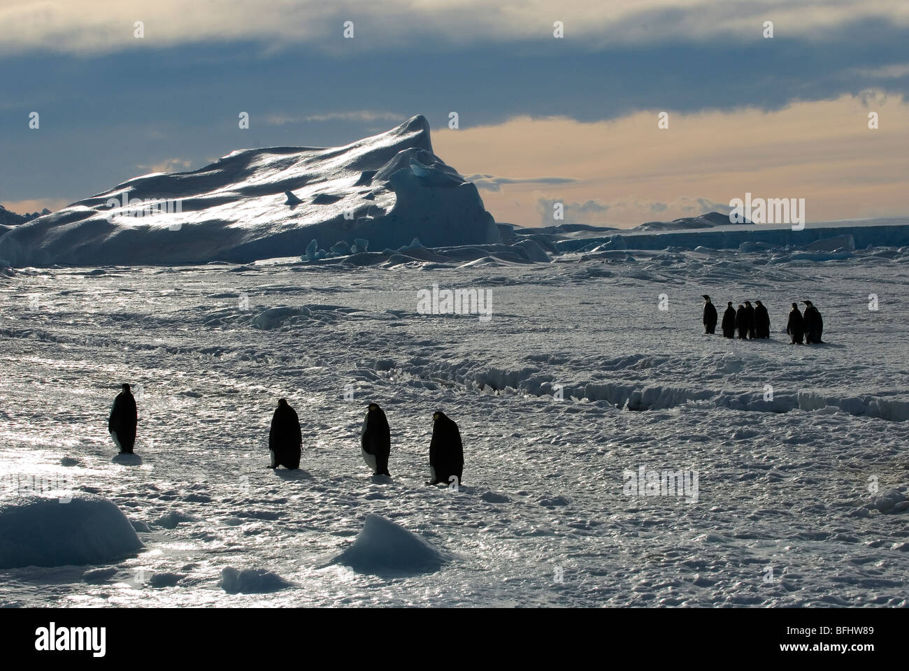Erwachsene Kaiserpinguine (Aptenodytes Forsteri) wieder in ihre Verschachtelung Kolonie, Snow Hill Island, Weddellmeer, Antarktis Stockfoto