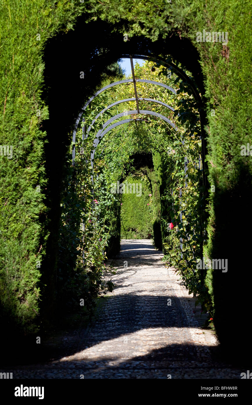 Promenade von Oleanderbüschen, Generalife Gärten, Alhambra, Granada, Spanien Stockfoto