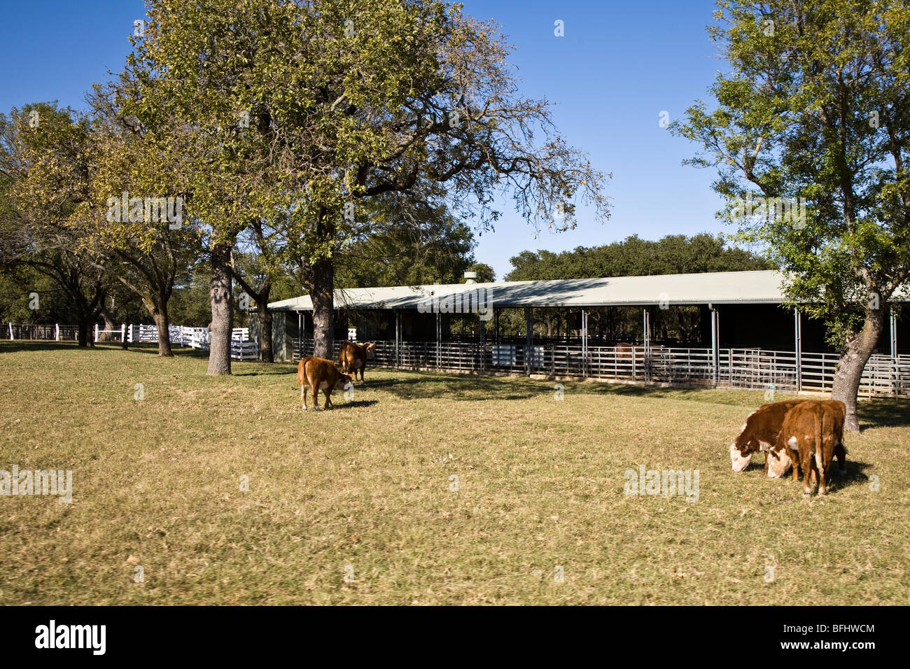 Hereford-Rinder Lyndon B. Johnson National Historical Park Johnson City Texas USA Stockfoto